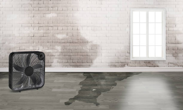 Best Water damage restoration cost  in Haines, AK